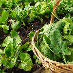 Harvesting Spinach in the ecological family urban garden