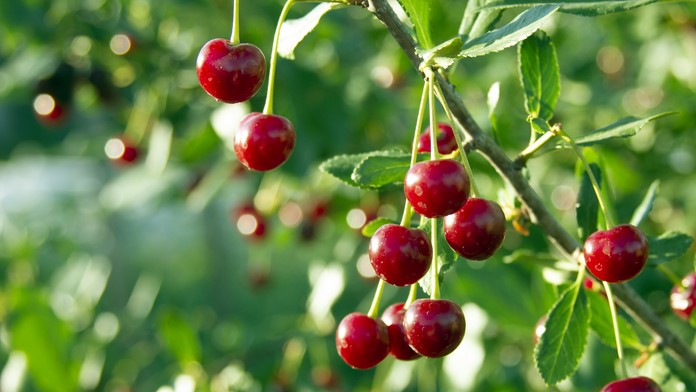 Cerezas: beneficios y recetas de este fruto rojo antioxidante